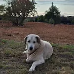 Solar Da Cotovia Prázdninový dům Albufeira