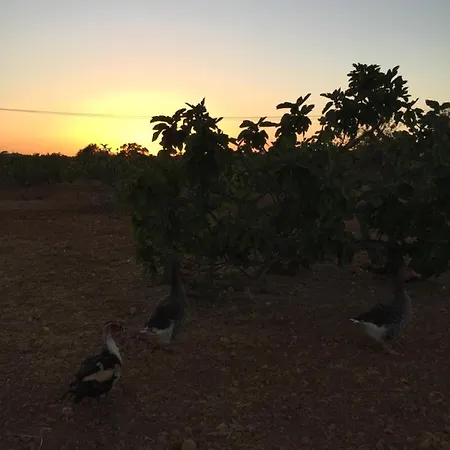Tatil Evi Solar Da Cotovia