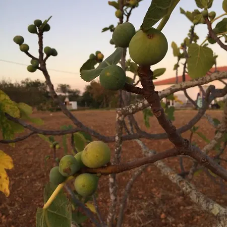 Solar Da Cotovia * אלבופיירה
