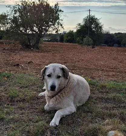 Solar Da Cotovia בית נופש אלבופיירה