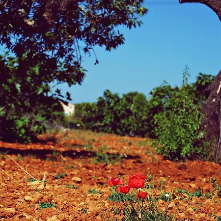 Solar Da Cotovia *